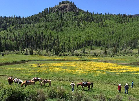 Horse Riding through a meadow in a mountainous valley