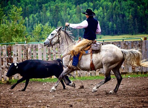 Cattle rustlin'