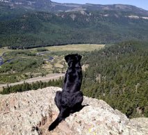 Dog overlooking the valley