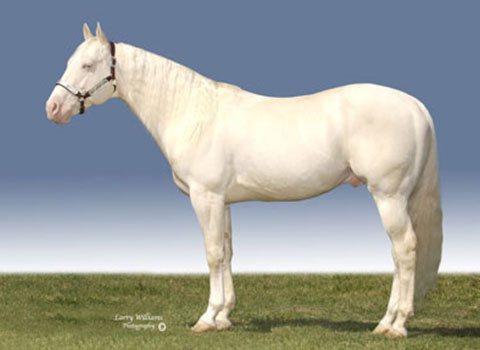 Cremello Horse