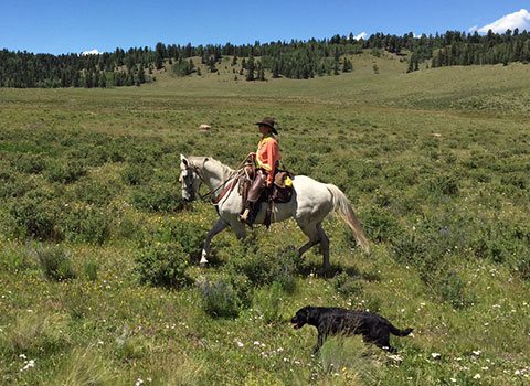 Quarter Horse with Trainer