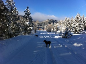 Always leading the way, MudFlap and HubCap with the Rainbow Trout Ranch barn behind.