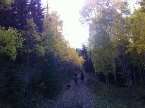 Can there be anything more beautiful than riding through the aspens in a Colorado fall, here at Rainbow Trout Ranch?