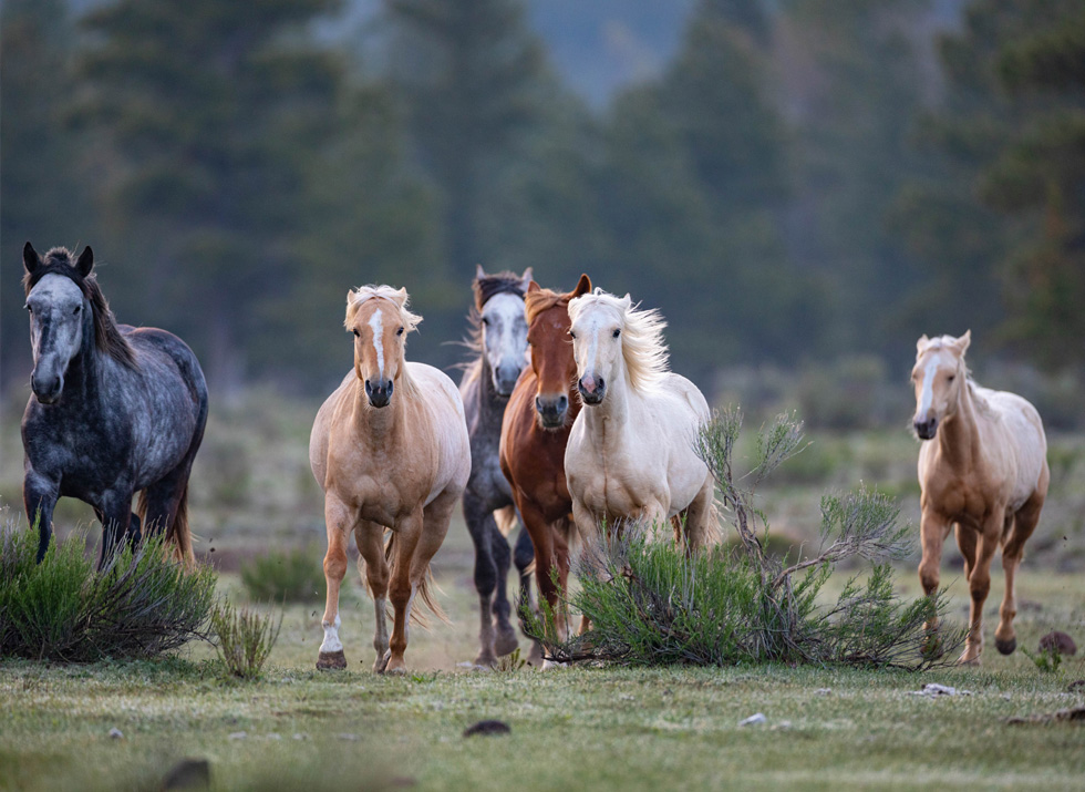 Horse grazing in the pasture