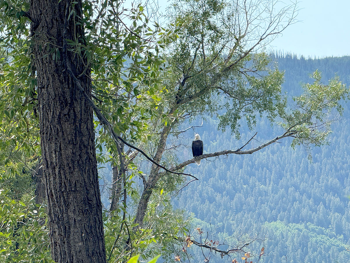 Eagle looking over the valley