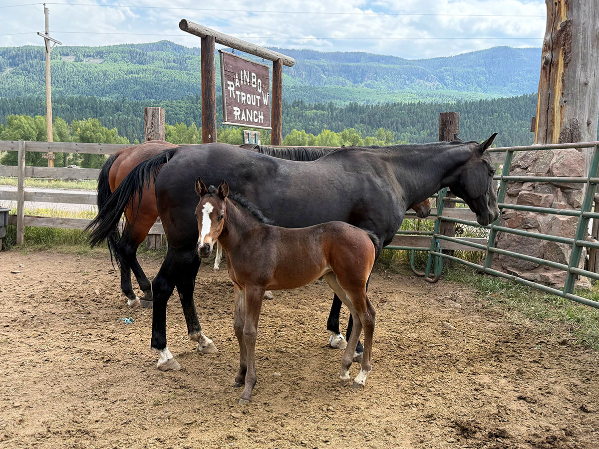 Momma Horse and Baby