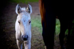 Dandy!  Photo by Lance Harrison