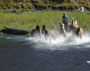 Bringing in the Rainbow Trout Ranch herd across the Conejos River.