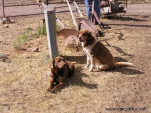 MudFlap and Kizzy waiting for rides to go out.