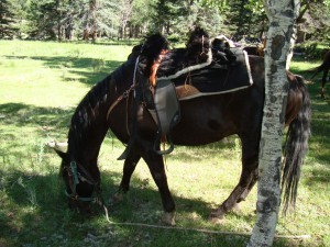 Horses enjoy a snack too!