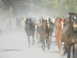 Bringing up the herd for the summer