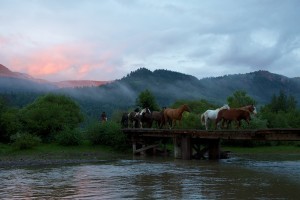 Bringing in the herd at Colorado dude ranch Rainbow Trout Ranch